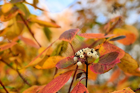 在多彩的叶子中 有狗木果绿色橙子红色白色蓝色水果黄色树叶天空图片