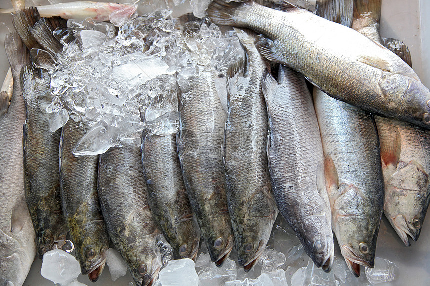 原海底栖销售市场海鲜营养烹饪海洋店铺餐厅厨房钓鱼图片