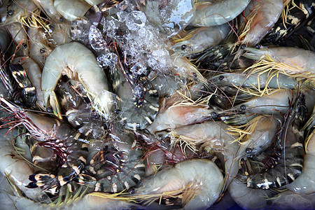 原虾虾食物眼睛动物海鲜海洋贝类餐厅荒野钓鱼团体图片