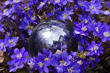 玻璃球和春紫花花图片
