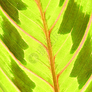 绿叶静脉阳光生长植物群绿色床单桦木阴影植物学森林图片