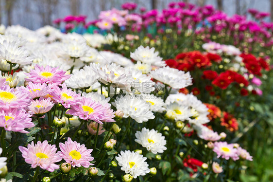 色彩多彩的菊花花植物学雏菊花瓣植物群花束菊花紫色花园植物宏观图片