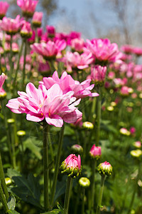 粉红菊花花雏菊花束菊花植物学植物群宏观花瓣紫色季节花园图片