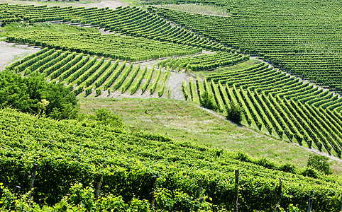 意大利皮埃蒙特附近的维内亚尔外观农村植物绿色位置国家酒业栽培风景葡萄图片