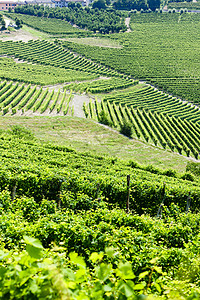意大利皮埃蒙特附近的维内亚尔葡萄位置栽培农村葡萄园世界乡村绿色风景外观图片