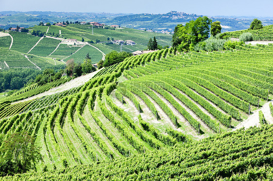 意大利皮埃蒙特附近的维内亚尔旅行葡萄葡萄园栽培植被风景外观乡村国家位置图片