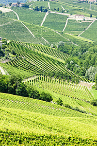 意大利皮埃蒙特附近的维内亚尔外观绿色农业葡萄葡萄园国家植被栽培农村位置图片