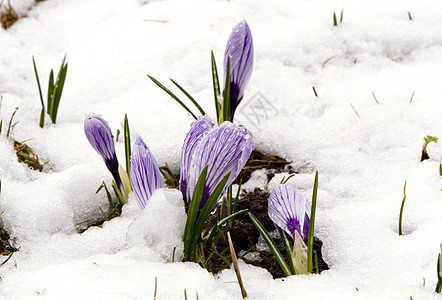 鳄鱼红花紫紫罗兰盛开春花雪宏观叶子花朵花瓣藏红花花园生长植物植物群紫色图片