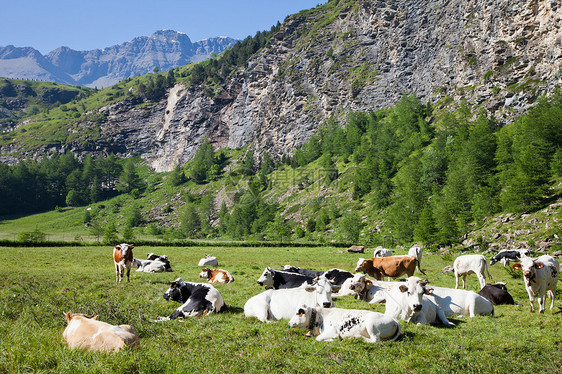 奶牛和意大利阿尔卑斯山旅游高山远足岩石牧场农业爬坡农场草地牛奶图片