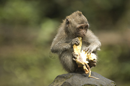 猴猕猴乌布婴儿好奇心水果荒野热带香蕉家庭动物园图片