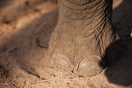 大象脚力量荒野生态环境皮肤太阳地面脚趾指甲动物园图片