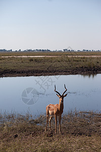 IMPALA(埃米塞罗梅拉姆普斯)图片