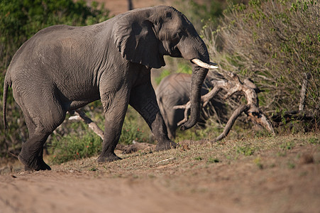 大象攀爬山山国家树干耳朵游戏动物栖息地象牙衬套荒野旅游图片