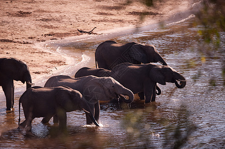 一群大象饮酒动物野生动物鼻子卷曲家公园公园树干游戏国家旅游图片