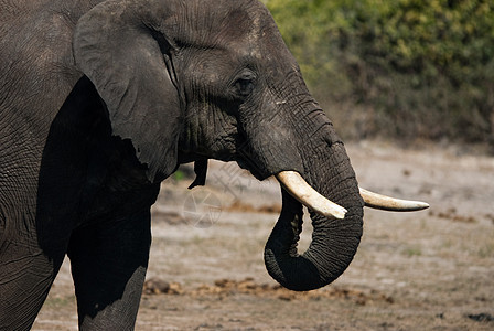 大象饮酒公园生态濒危象牙鼻子荒野动物力量旅游生态旅游图片