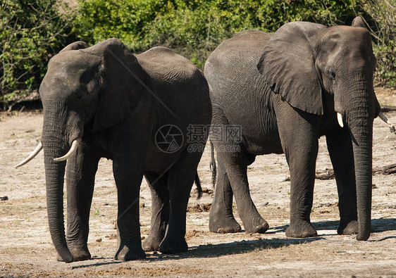正面两头大象公园荒野象牙栖息地旅游国家野生动物生态树干动物图片