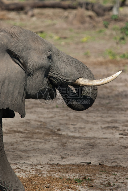 大象饮酒树干鼻子荒野游戏卷曲生态公园獠牙国家衬套图片