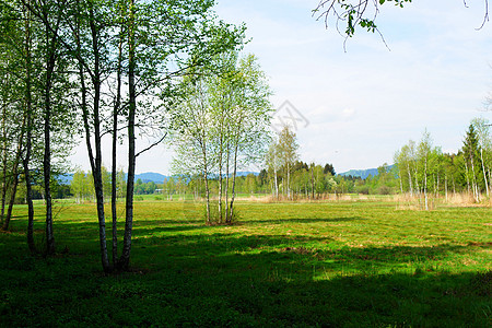 夏季夏月院子环境植物群风景场景雏菊农田牧场晴天图片