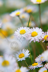 春花花雏菊生长自由晴天场地杂草辐射假期农场幸福图片