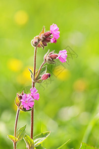 春花花植物生态牧场草地农场花园极乐院子阳光场地图片