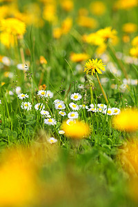 春花花植物辐射雏菊场地森林幸福牧场草地农田院子图片