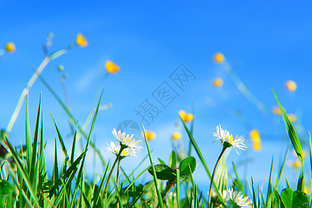 春季春天幸福毛茛假期阳光花园快乐蓝色发芽场地农田图片