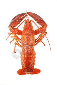 龙虾工作室天线食物烹饪海洋菜单小龙虾营养午餐美食图片