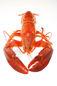 龙虾烹饪海洋美食熟食贝类食物海鲜小龙虾甲壳菜单图片