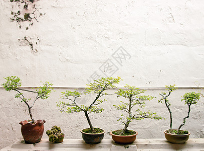 树苗绿色叶子植物学园艺植物群生长花园植物背景图片