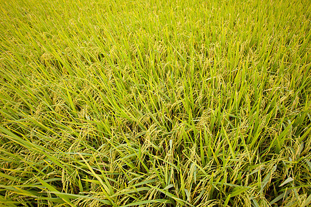稻田大米主食植物群叶子培育草地季节农村农场粮食农田图片