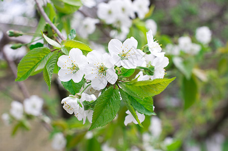 樱花花白色绿色季节性花瓣图片