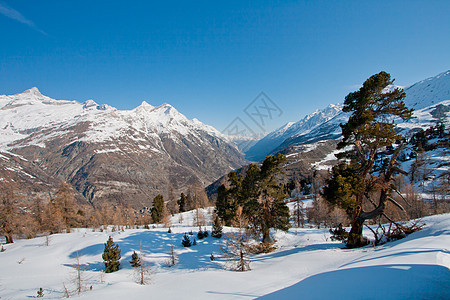 冬季风景旅行阳光天气场地蓝色降雪国家环境植物群森林图片