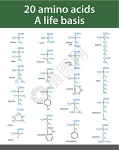 氨酸技术原子粒子化学桌子科学生活生物学公式医疗图片