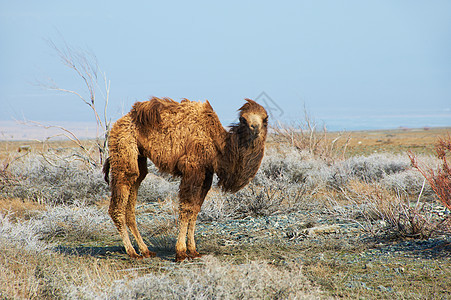 沙漠中的小骆驼图片