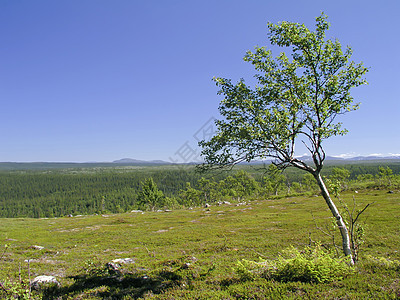 孤独的树森林植物地平线季节阳光环境风景自由农村土地图片