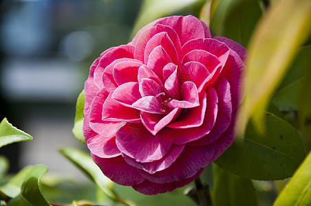 红骆驼花花宗教香水花园花瓣植物展示玫瑰园艺花束香味图片