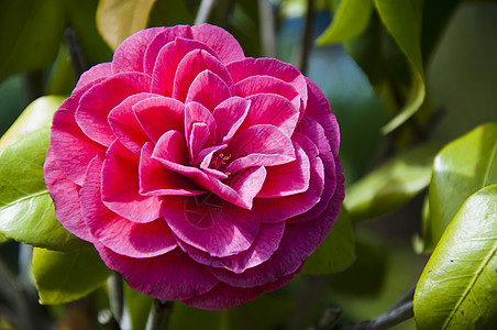 红骆驼花花香味植物学园艺公园灌木礼物香水花束花园蜜月图片