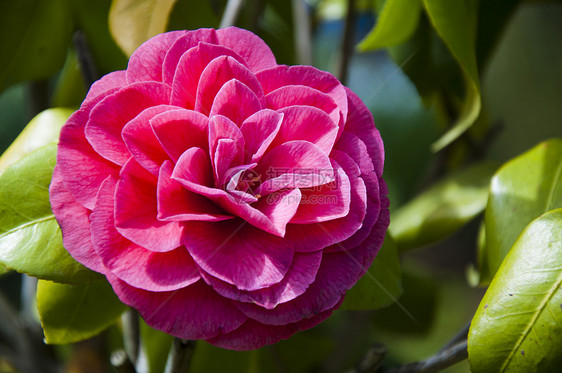 红骆驼花花香味植物学园艺公园灌木礼物香水花束花园蜜月图片