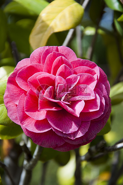 红骆驼花花植物学公园园艺宗教植物花束玫瑰花瓣花园蜜月图片