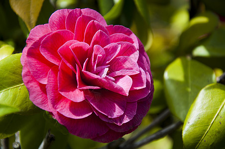 红骆驼花花植物园艺礼物植物学香味花园公园灌木花束蜜月图片