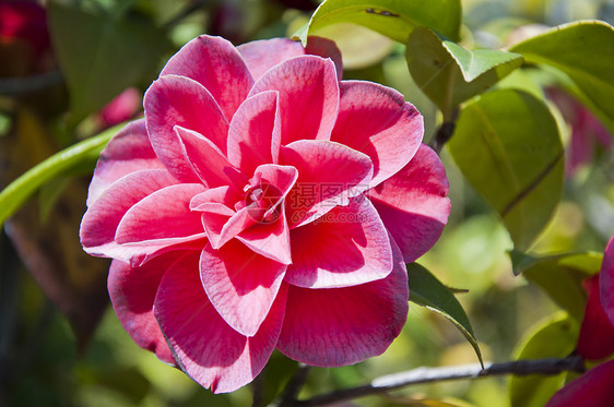 红骆驼花花玫瑰公园花园礼物展示植物宗教植物学园艺蜜月图片