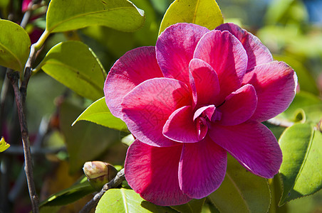 红骆驼花花植物学生长礼物香味香水宗教灌木花束花园公园图片