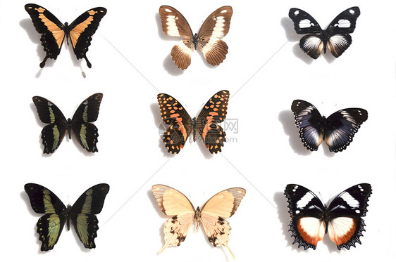 非洲非洲蝴蝶图片