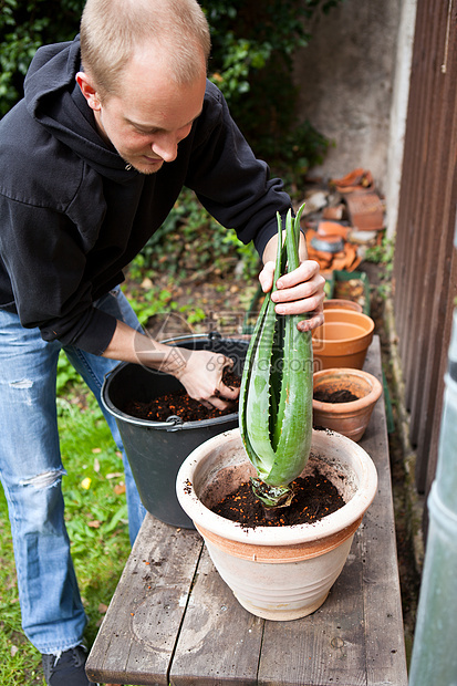 园艺人重新将年轻的 aloe vera植物草本药品植物学芦荟花园生长洗剂草本植物皮肤园丁图片