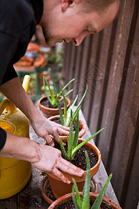 园艺人重新将年轻的 aloe vera植物生长花园愈合移植草本植物园丁草本园艺皮肤植物学图片