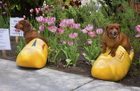 快乐的狗日志木鞋植物花园黄色宠物花朵动物棕色图片