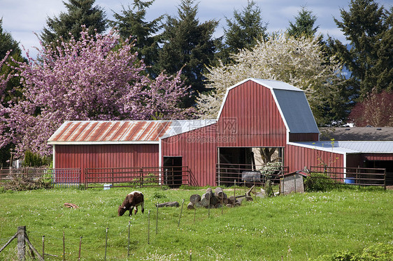 养牛场和牧牛场植物场地日志金属花朵栅栏林地农村谷仓乡村图片