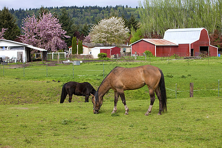 马的放牧山坡栅栏农场场地乡村林地植物农村电线草原图片