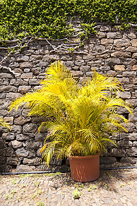 马 提拉热带植物学花园树木棕榈绿色手掌植物群植物公园图片