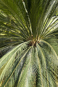 马 提拉手掌植物学植物植物群树木棕榈花朵公园花语热带图片